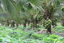 Coconut Cultivation in India
