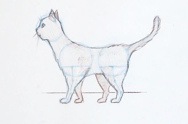 a kitten