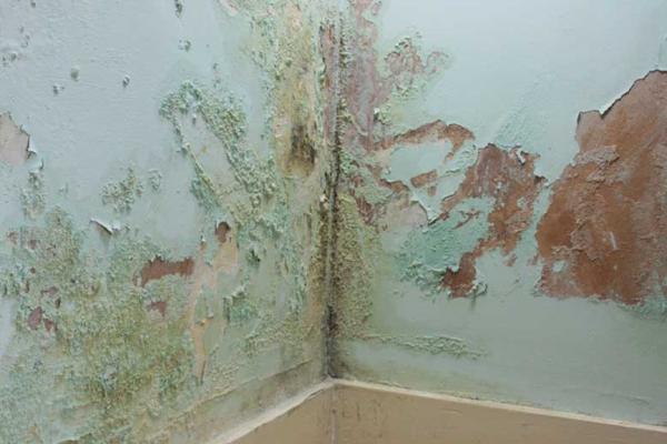 Damp Walls