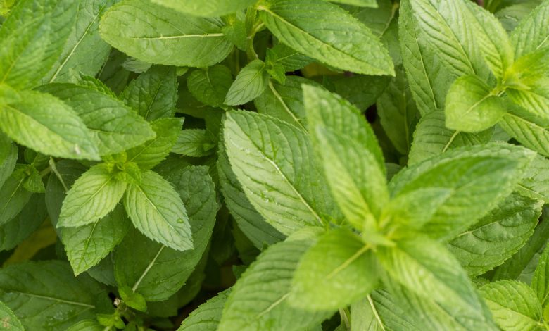 Information on the cultivation of Mentha Peppermint in India