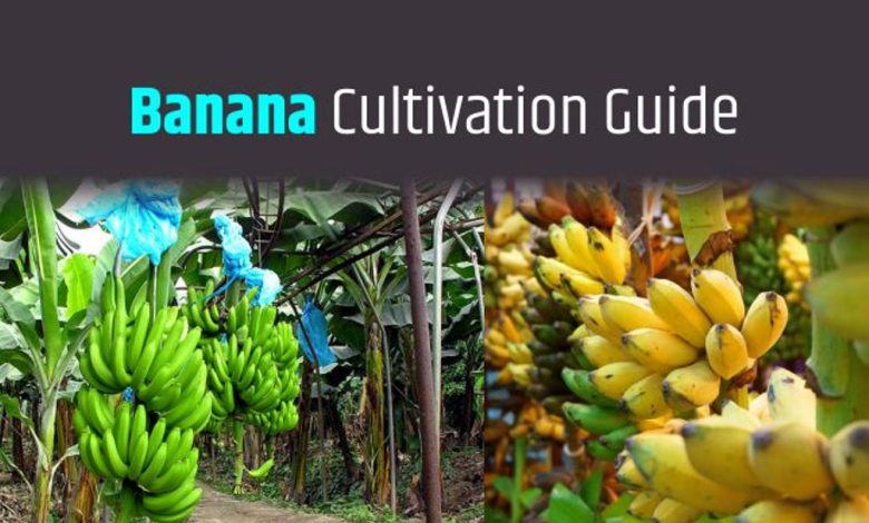 Most Profitable Banana Cultivation in India