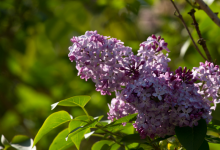_Plant Lilac Hedges