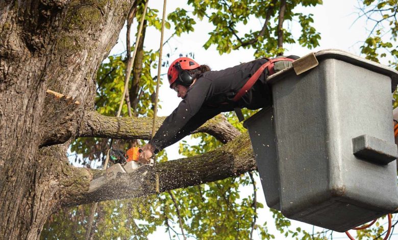 Tree Cutting By Experts In Sydney