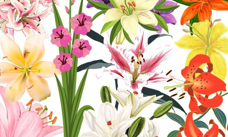 Different Types of Lily Flowers