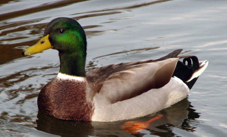 reliable duck