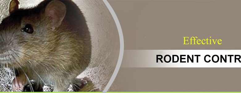 What Are Some Tips For Effective Rodent Control
