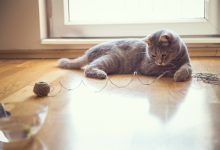 The Top Ten Household Hazards for Cats