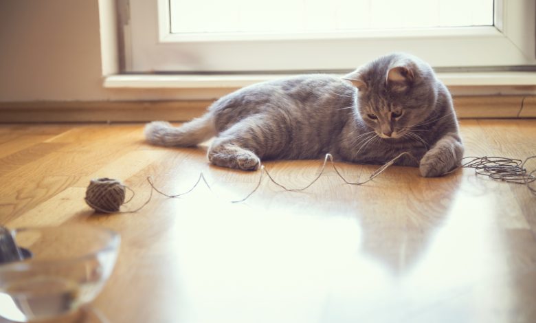 The Top Ten Household Hazards for Cats