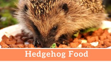 hedgehog food