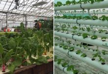 Building Your Own Aquaponics System