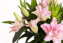 florist-fawkner