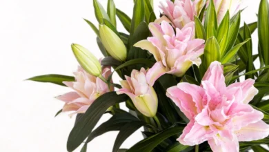 florist-fawkner